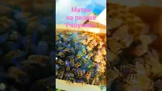 Матки приняты в нуклеусах, осталось облететься с трутнями.