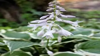 Almora hill stations northern mountains pictures
