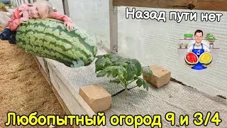 Любопытный огород 9 и 3/4. Назад пути нет.