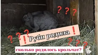 Руби окролилась! Сколько крольчат принесла первокролка? Проверяю ли гнездо после окрола?#крольчиха