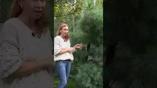 Сосна Шверина Витхорст. 