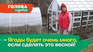 Голова садовая - Ягоды будет очень много, если сделать это весной!