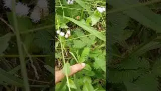 লজ্জাবতী গাছ 🌿 ।। Sensitive Plant