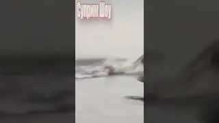 Крокодил Напал на Льва