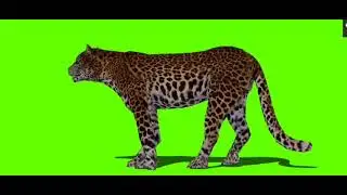 green screen tiger 4D 🐯green screen tiger animation 🐯 green screen free copyright