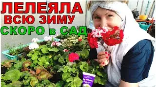 Как уберечь Пеларгонии от заморозков и ярких солнечных лучей? Пересадка в новые горшки