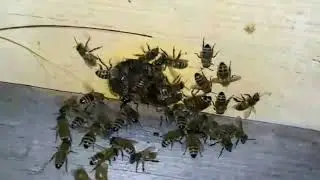 Спят ли пчёлы по ночам?