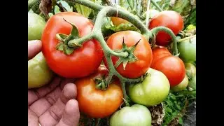 Живительный настой для ТОМАТОВ ОГУРЦОВ И ПЕРЦА,