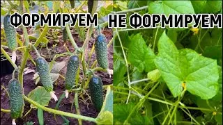 Вот почему  нужно формировать огурцы.