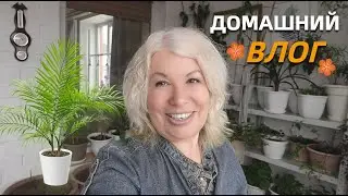 Готовлю лоджию для рассады/Как вырастить финики/Привезла из Таиланда косточки личи