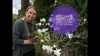 Весна в моем саду. Магнолии и тюльпаны