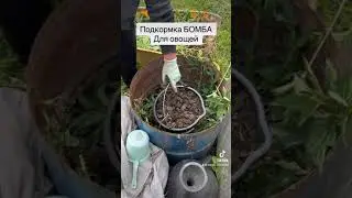 Подкормка для овощей. Настой из крапивы.