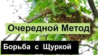 №93 Очередной Метод Борьбы с Щуркой. Обмен Опытом. Пчеловодство. Пасека.