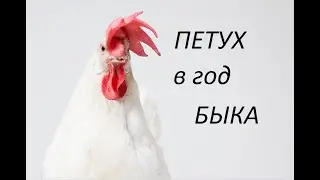 ПЕТУХ В ГОД БЫКА 2021