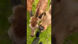 Feeding the magical deer of Nara, Japan. #travel #japan #deer
