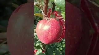 🍎НОВЫЙ СОРТ ЯБЛОНИ🌳 #яблоня #appletree #garden