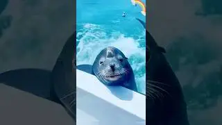 A sea lion that knows how to act cute. #Seal #Animal #shortvideo