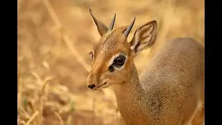 антилопа дик дик