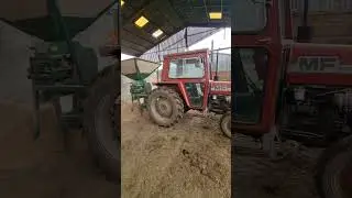 Rolling wheat to feed the cows 🐄