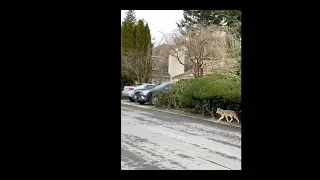 Two Coyotes in Broad Daylight