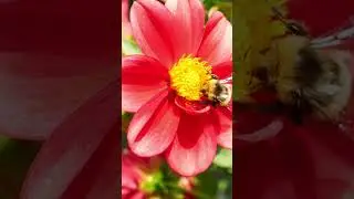 Buzzworthy Bee Diet