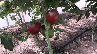 Томат Гном пурпурное сердце (Dwarf Purple Heart) (Королевский сад Ильи Королева)