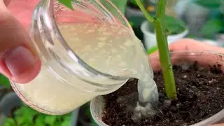 Tomato and Pepper Stems Will Be Thick! Powerful Simple Feeding Seedlings from Pests and Diseases.