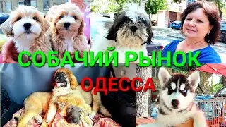 Собачий базар Одесса. Староконный рынок. Продажа собак. Разные породы собак. Птичий рынок. 