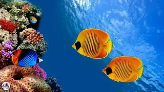 🐠 Beautiful Fish under the Sea Calm Music, Relax Music, Aquarium Music, Stress Relief, Meditation 🎼