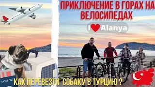 Переезд с собакой в Турцию 2023