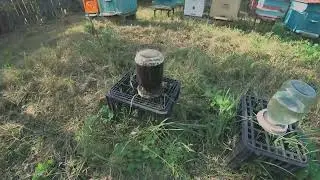 Подкормка пчел сиропом с хвойным экстрактом, 3 литра за 3 часа