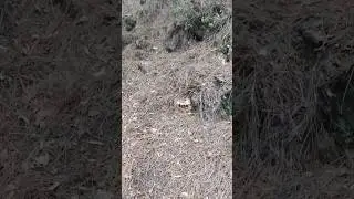 Kanlıca Mantarını uzaktan görmenin zevki çok ayrı