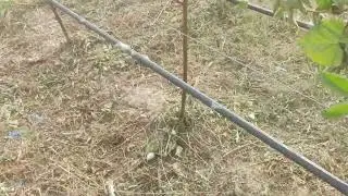 Подвесной полив на малине, ежевике и голубике. Преимущества