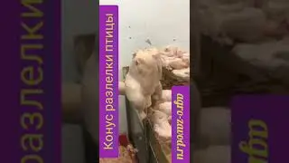 Разделка курицы на конусе обвалки.