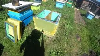ОТВОДОК ПЧЁЛ СДЕЛАННЫЙ В ИЮНЕ НА РАСПЛОДНУЮ РАМКУ, УДИВИЛ СВОЕЙ СИЛОЙ, ПЕРЕСАДКА В УЛЕЙ.