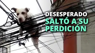 Lo abandonaron en el techo, y desesperado, saltó a su perdición