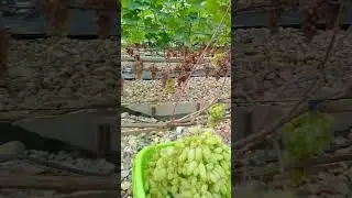 Виноград Бананас