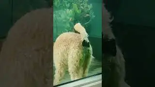 Crazy animal poop 💩 