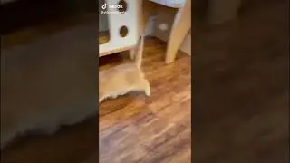 милые котики #Shorts