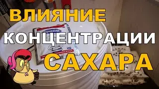 Дробный и НЕразмешанный сахар. Влияние концентрации сахара на процесс брожения. ГХ анализы.