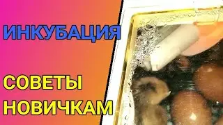 🥚🐥🐥 ИНКУБАЦИЯ КУРИНЫХ ЯИЦ ДОМА. СОВЕТЫ НОВИЧКАМ