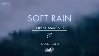 Soft Rain In Forest | NO ADS | Soothing Gentle Rain Sounds For Sleeping🌧