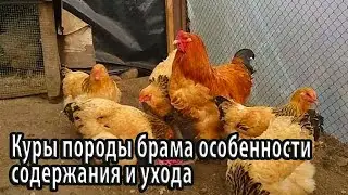 Куры породы брама особенности содержания и ухода