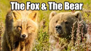Wildlife Sanctuary: Red Fox and Kodiak Bear Coexist in Harmony