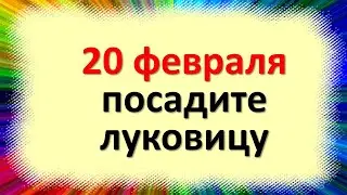 20 февраля, волшебный день, посадите луковицу на срочные деньги. Народные приметы в день Луки