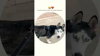 Напишу об этом в личном закрытом дневнике-ссылка в описании канала💔 #собака #собаки #хаски #переезд