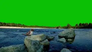 river flowing with birds sounds green screen / water sound green screen / nadi green screen video