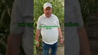 ПОЛИВАТЬ ЛИ ТОМАТЫ В АВГУСТЕ? Полив томатов.