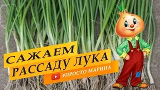 Лучший способ посадки рассады лука в грунт.