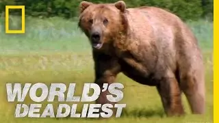 Grizzly Bear Attacks Prey | Worlds Deadliest